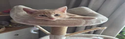 Mixed Breed cats for sale: Kittens for sale in Northwich - Advert 4