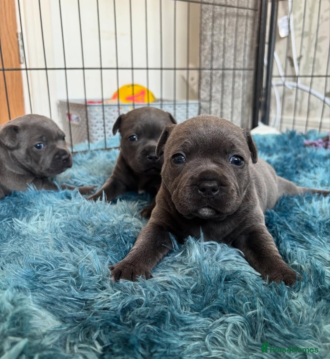 Staffordshire Bull Terrier dogs for sale: Staffordshire bull terrier puppies  - Advert 1