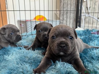 Staffordshire Bull Terrier dogs Staffordshire bull terrier puppies - Advert 1