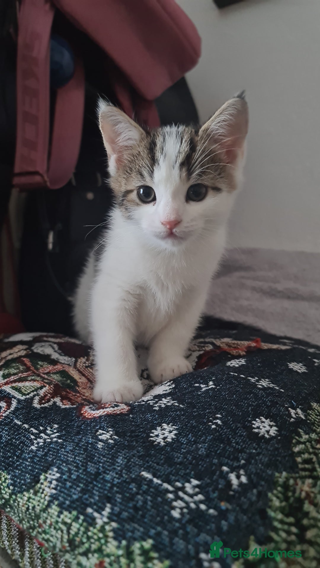 British Shorthair cats for sale: kitten - Advert 1