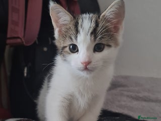 British Shorthair cats kitten - Advert 6