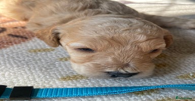 Cockapoo dogs - Advert 1