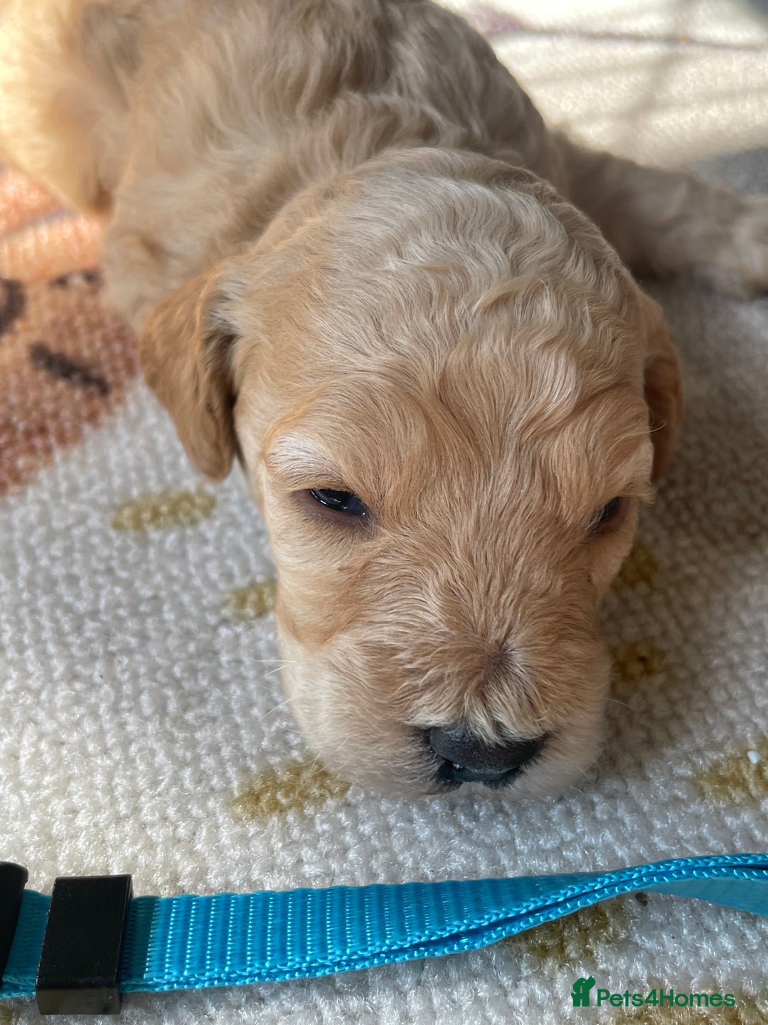 Cockapoo dogs for sale: Toy cockapoos f2b 5 gorgeous teddy bears - Image 2