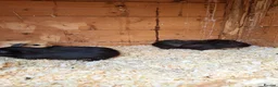 Guinea Pig rodents for sale: Gorgeous mix of guinea pig babies - Advert 4