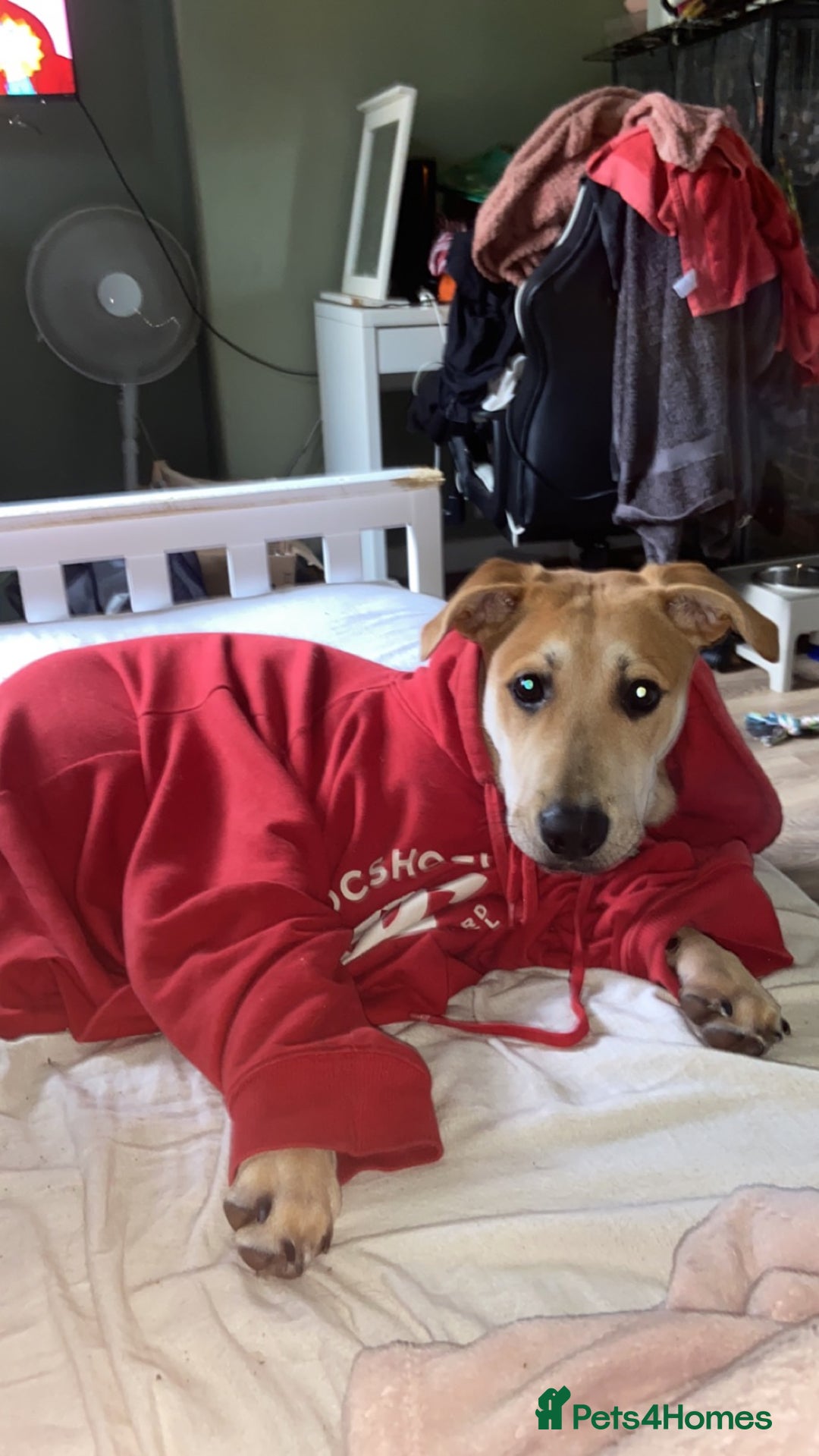 Mixed Breed dogs for sale: 2 y/o mastador/german shepherd  - Advert 12