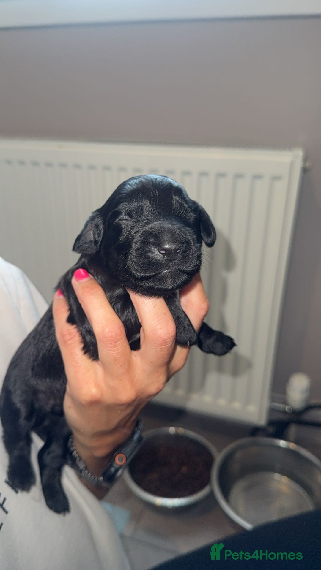 Cocker Spaniel dogs for sale: Cocker Spaniel Puppies - Image 4