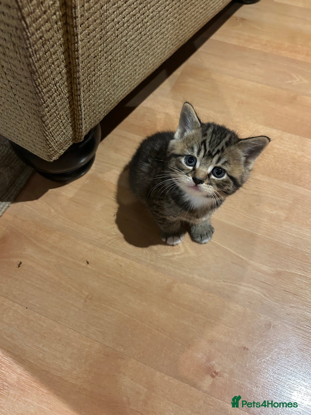 British Shorthair cats for sale: 6 British Shorthair x kitten  - Image 2