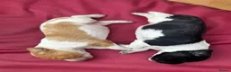 Brittany Spaniel dogs for sale: Brittany Puppies (HPR) in Tadley - Advert 8