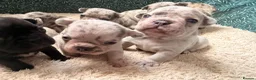 French Bulldog dogs for sale: Incredible Merle litter  - Advert 9