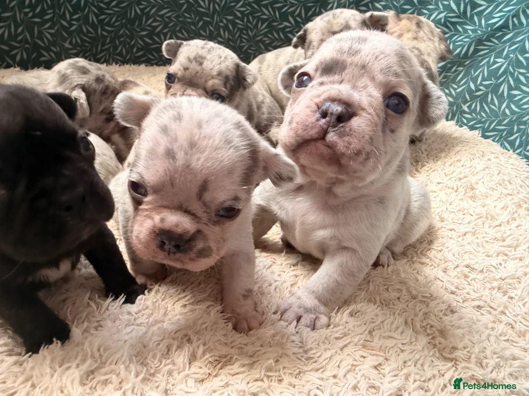 French Bulldog dogs for sale: Incredible Merle litter  - Advert 9