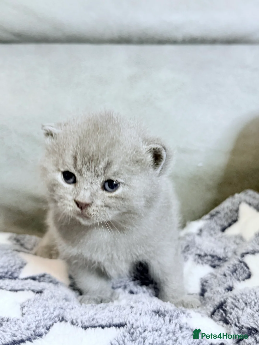 British Shorthair cats for sale: 100% Pure Pedigree Champion line Bsh Reg. Kittens - Advert 15