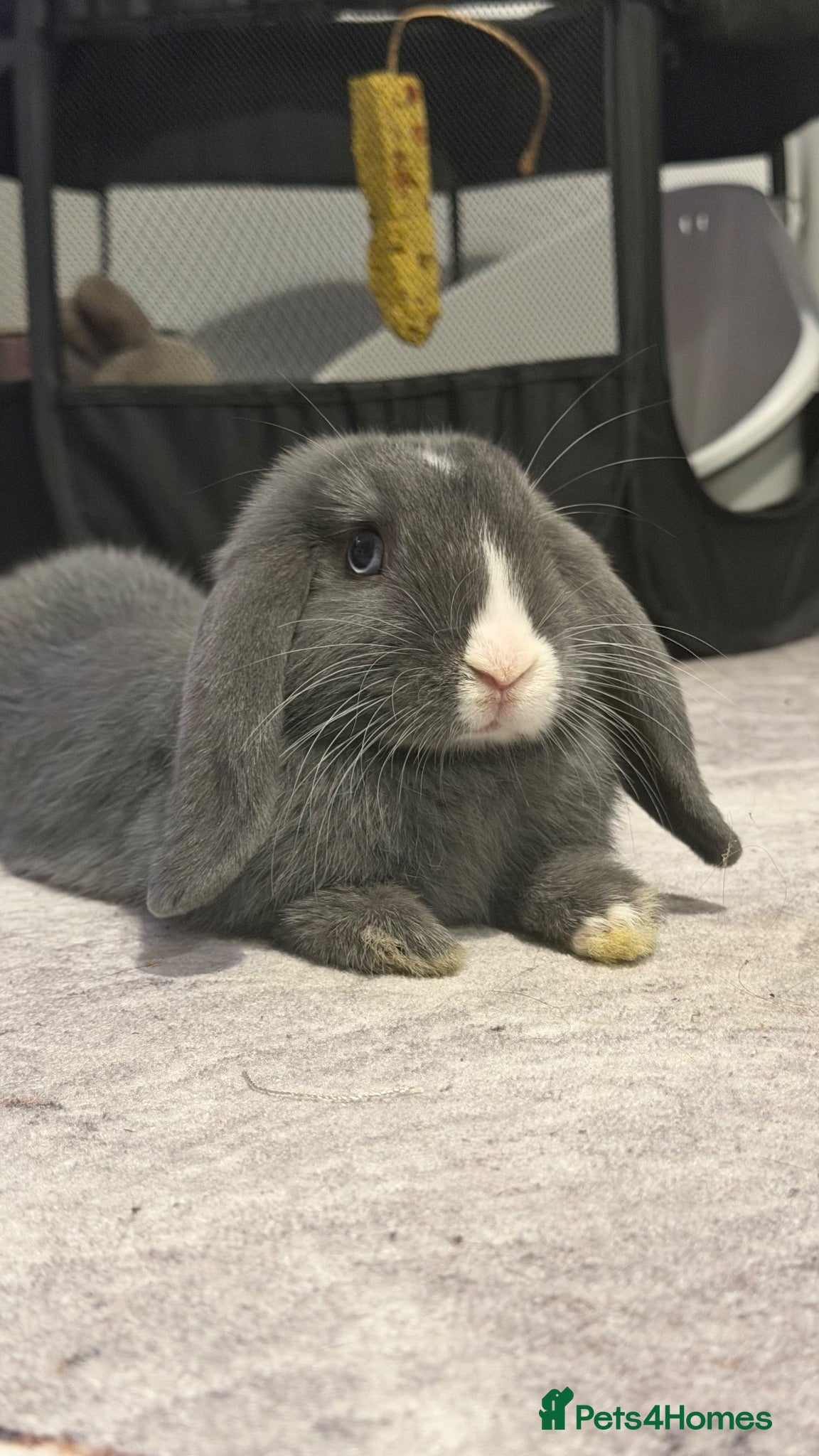 Mini Lop rabbits Mini lop bunny  - Advert 6