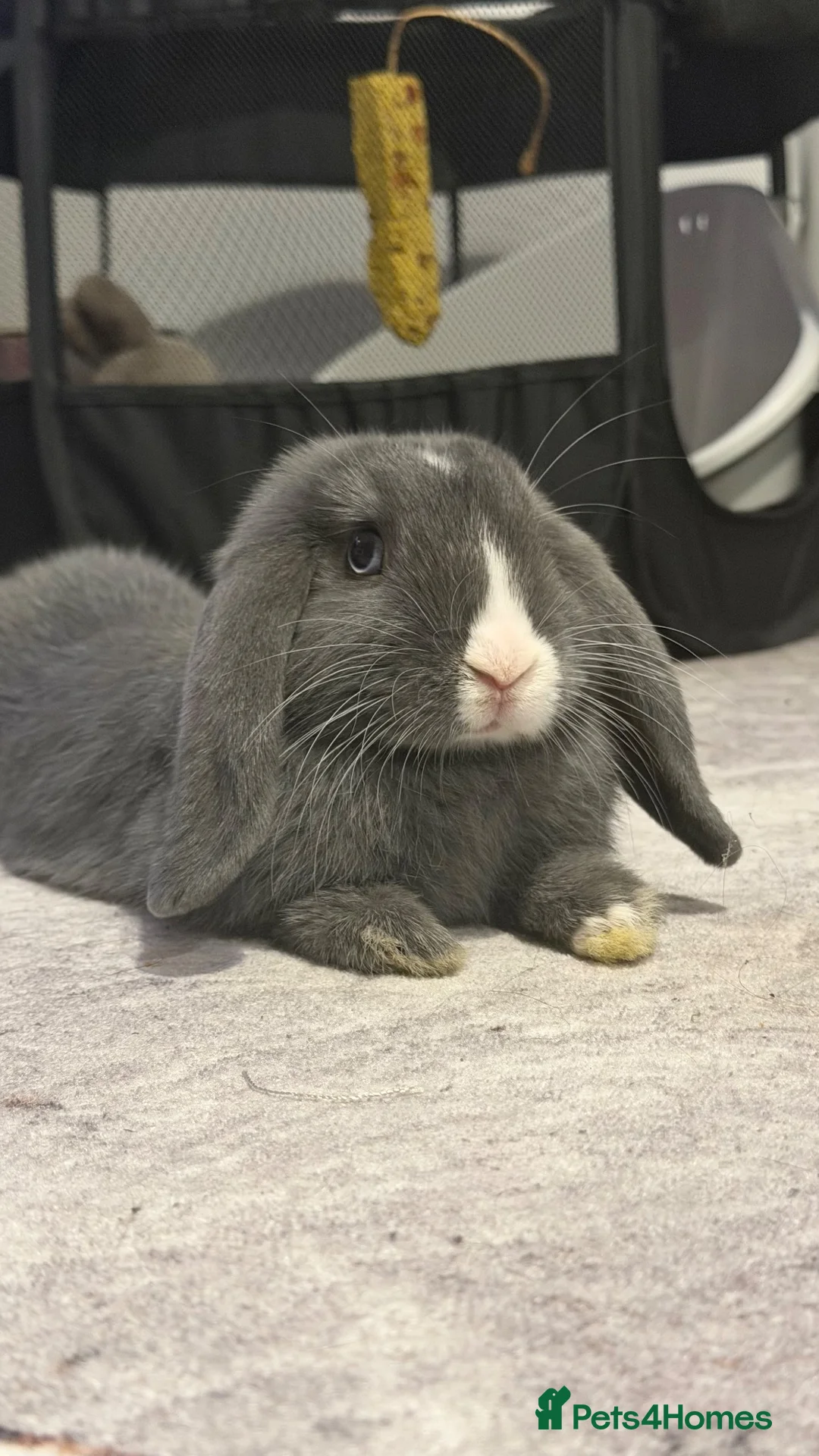 Mini Lop rabbits for sale: Mini lop bunny  in Bournemouth - Advert 1