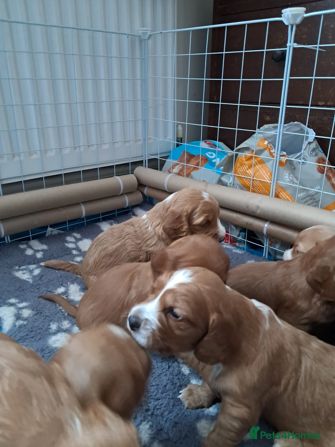 Cockapoo dogs for sale: F1B Red and fox red cockapoo litter - Advert 6