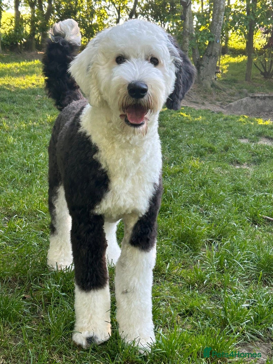 Bernedoodle dogs for stud: Wanted stud Scotland  - Advert 1