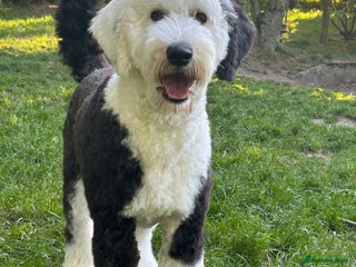 Bernedoodle dogs Wanted stud Scotland - Advert 2