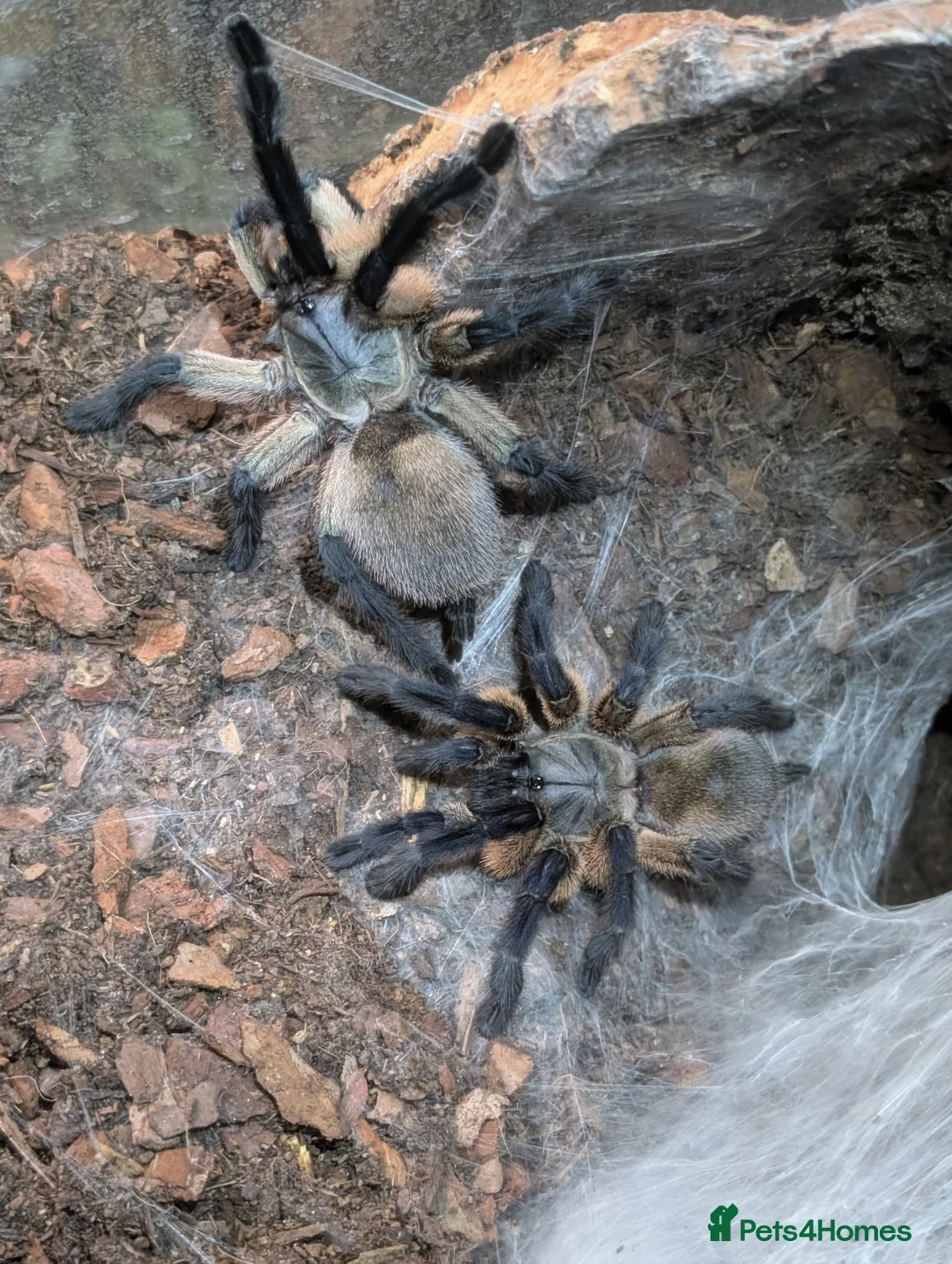 Spiders invertebrates for sale: Socotra Island Baboon Tarantula Pair in Stafford - Advert 1