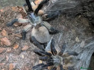 Spiders invertebrates Socotra Island Baboon Tarantula Pair - Advert 5