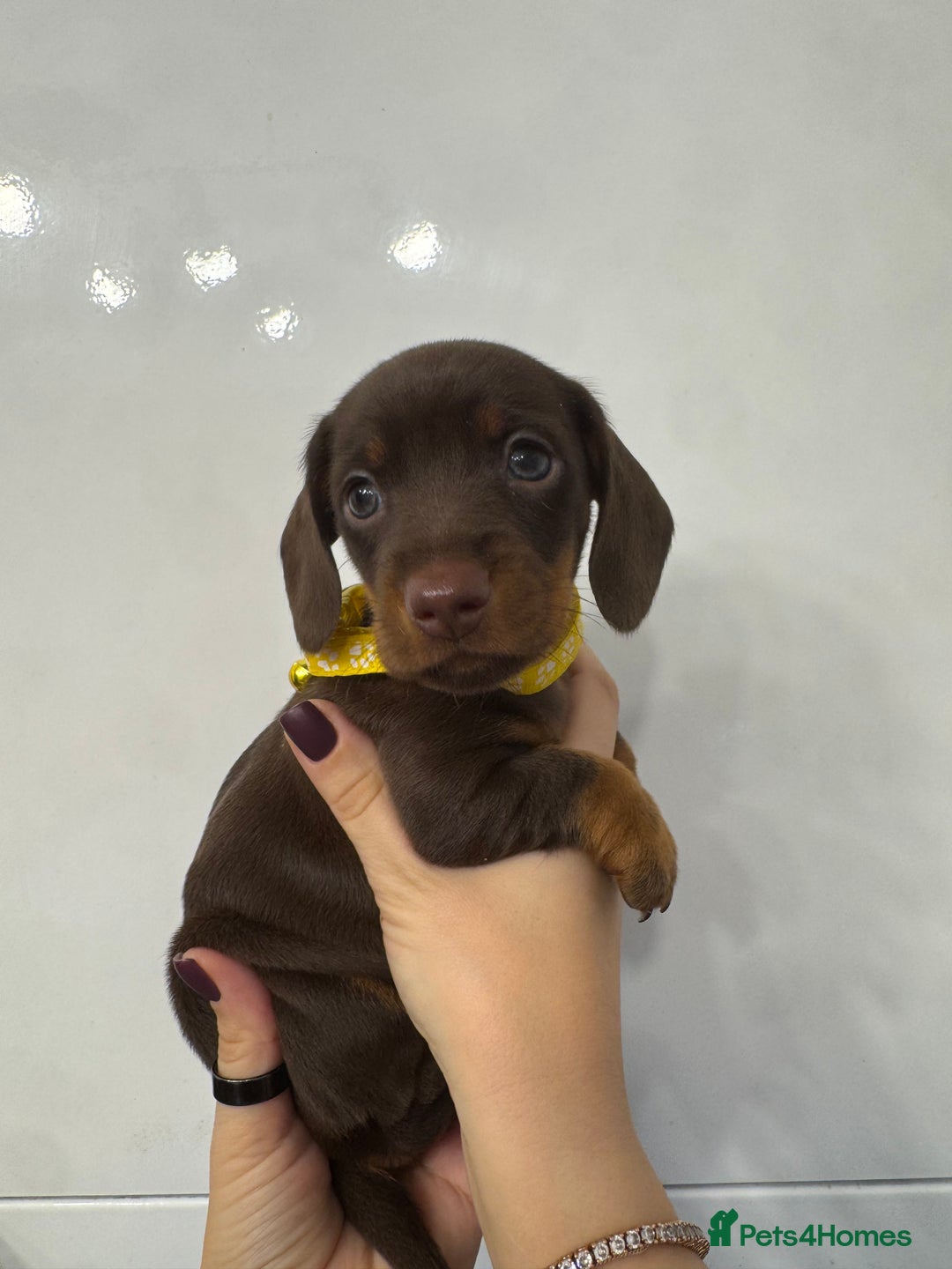 Miniature Dachshund dogs for sale: KC reg miniature dachshund puppies 4 girls 4 boys - Advert 8