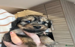 Mixed Breed dogs for sale: Chihuahua cross terrier puppies  - Image 2