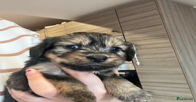 Mixed Breed dogs - Advert 4