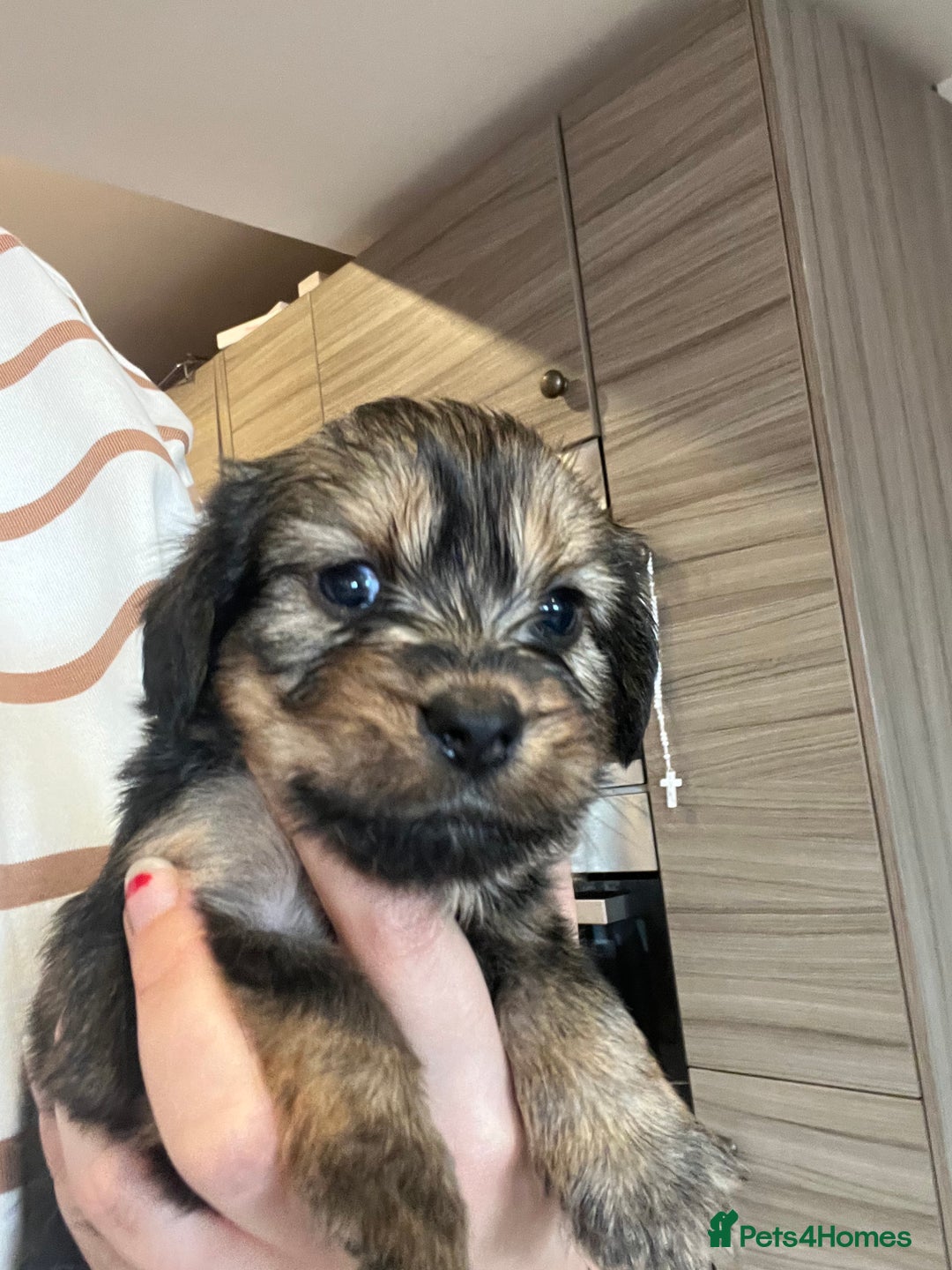 Mixed Breed dogs for sale: Chihuahua cross terrier puppies  - Image 2