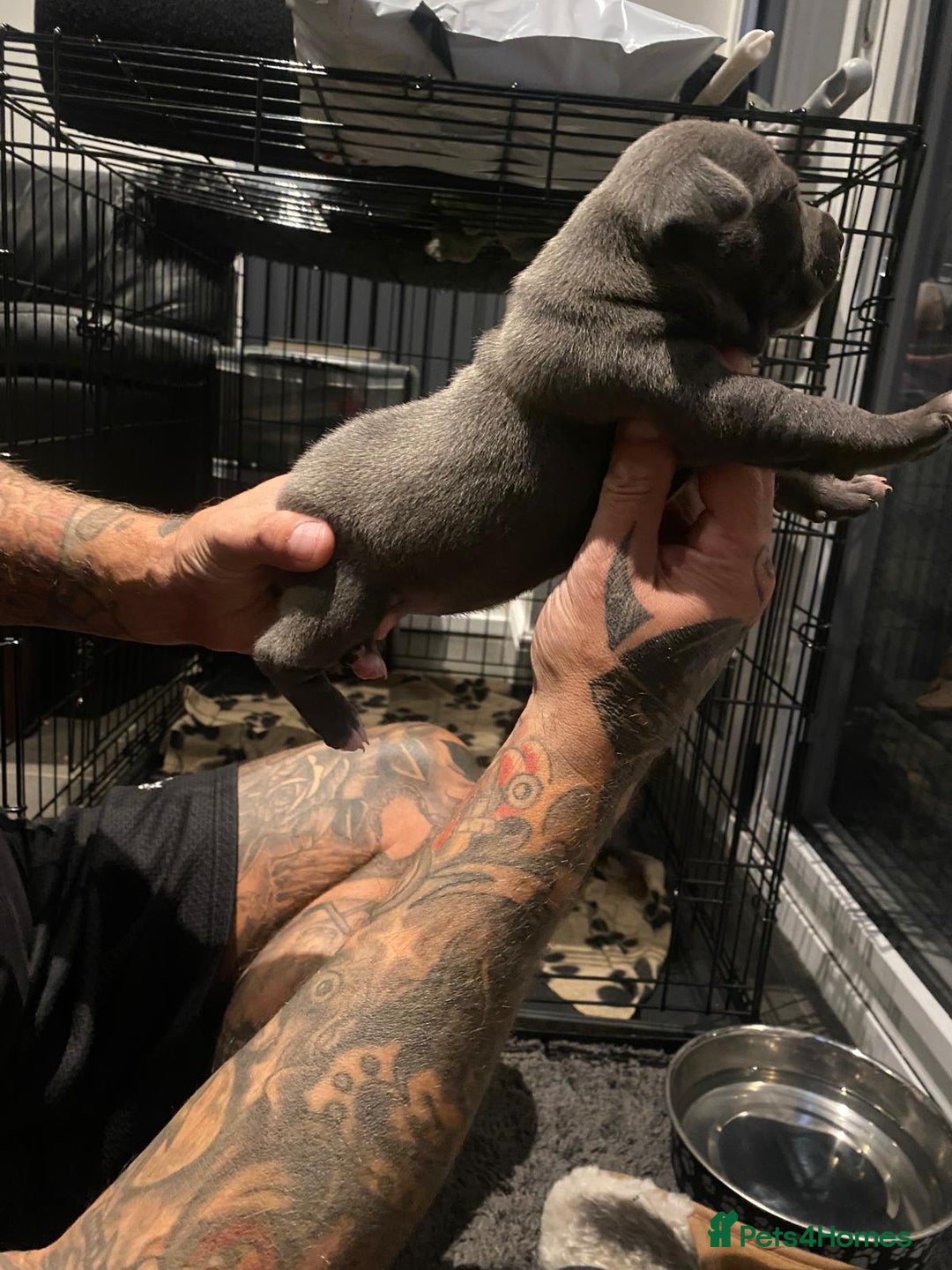 Staffordshire Bull Terrier dogs for sale: Blue staffie pupz - Image 4