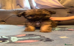 Shihpoo dogs for sale: Beautiful ship-poo - Image 4