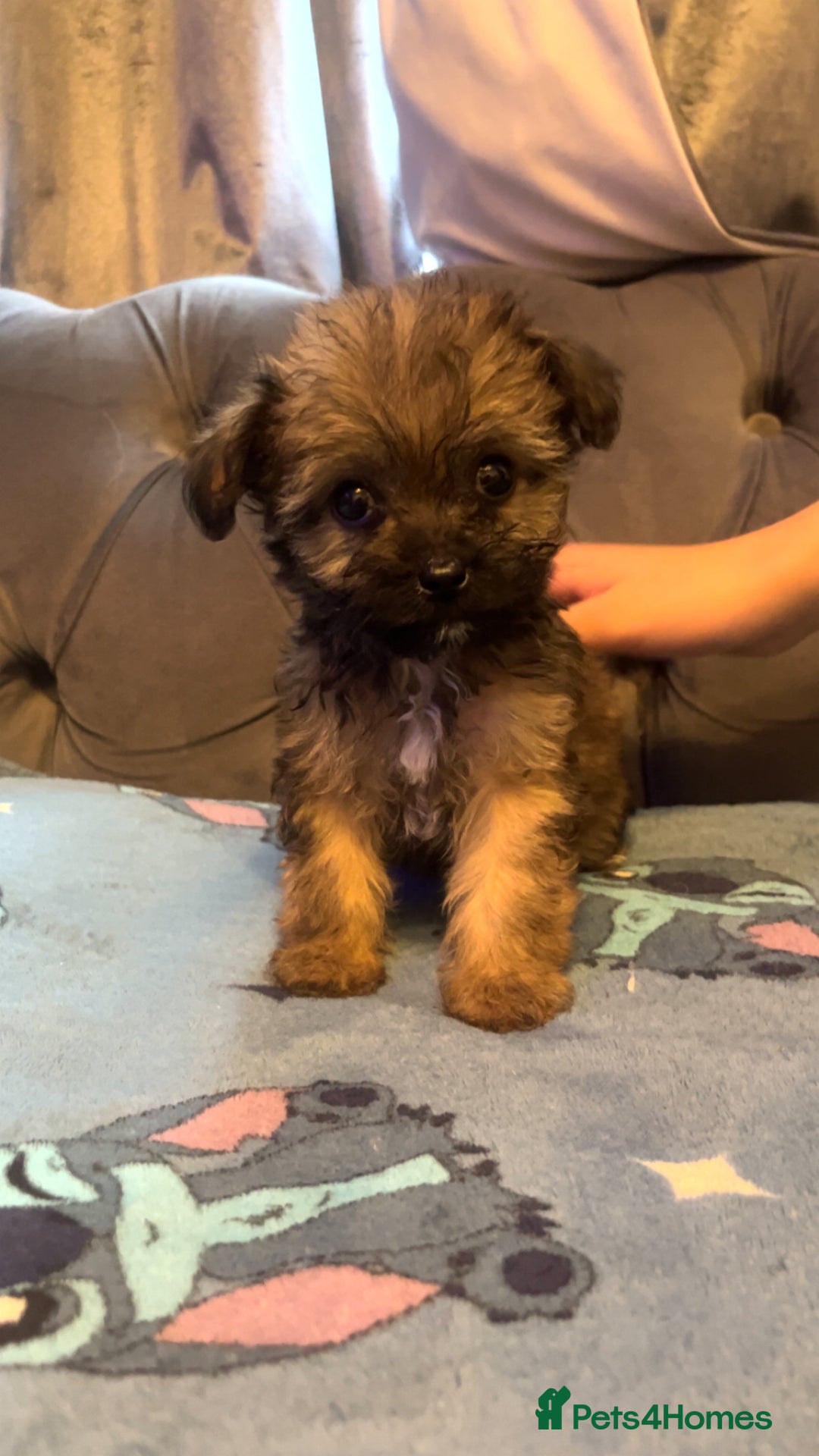 Shihpoo dogs for sale: Beautiful ship-poo - Image 4