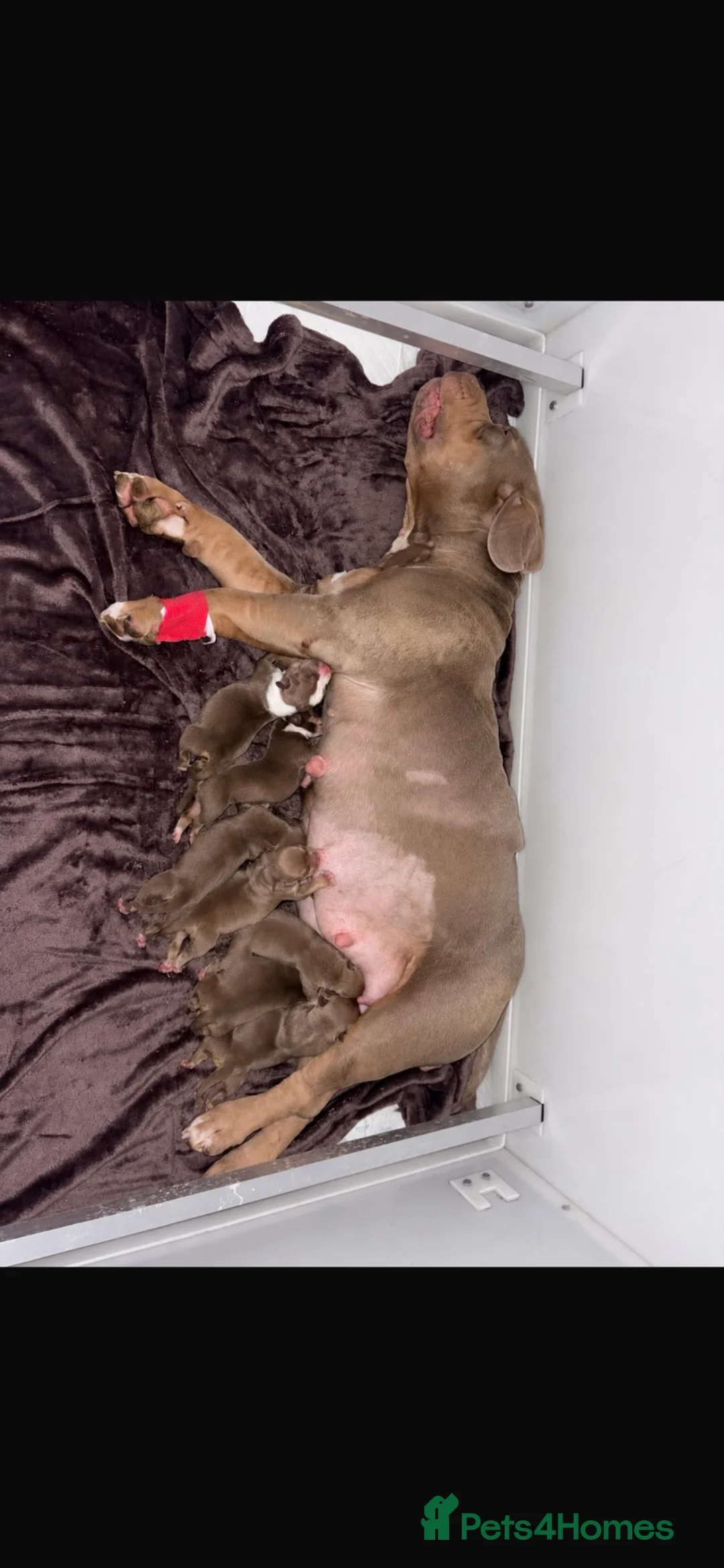 American Bully dogs for sale: American pocket bully’s  in Southampton - Advert 6
