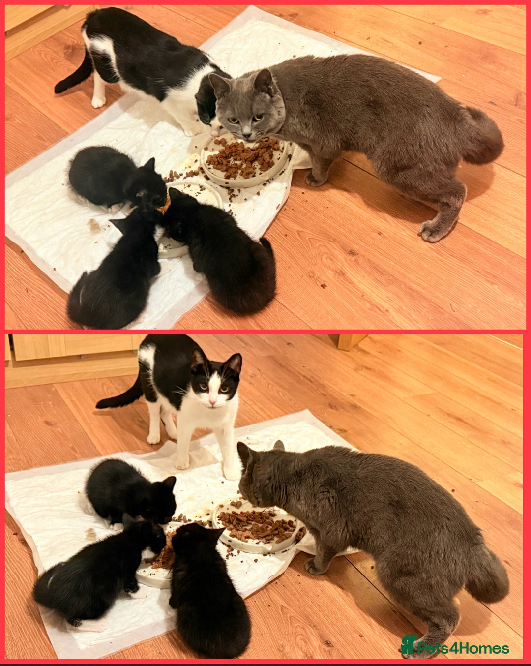 Mixed Breed cats for sale: British Short Hair X DSH - Advert 4