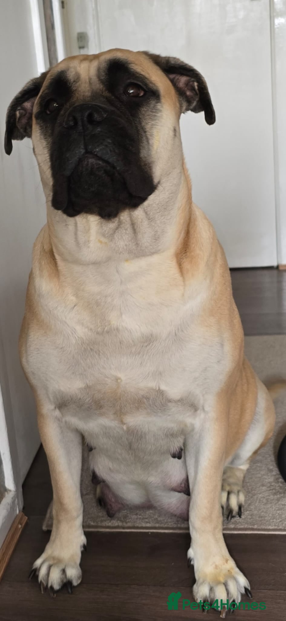 Bullmastiff dogs Bullmastiff Puppies  - Advert 3