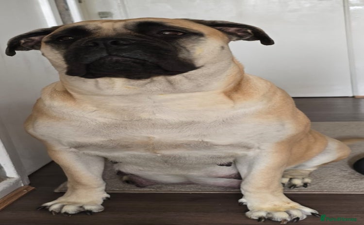 Bullmastiff dogs Bullmastiff Puppies  - Advert 1