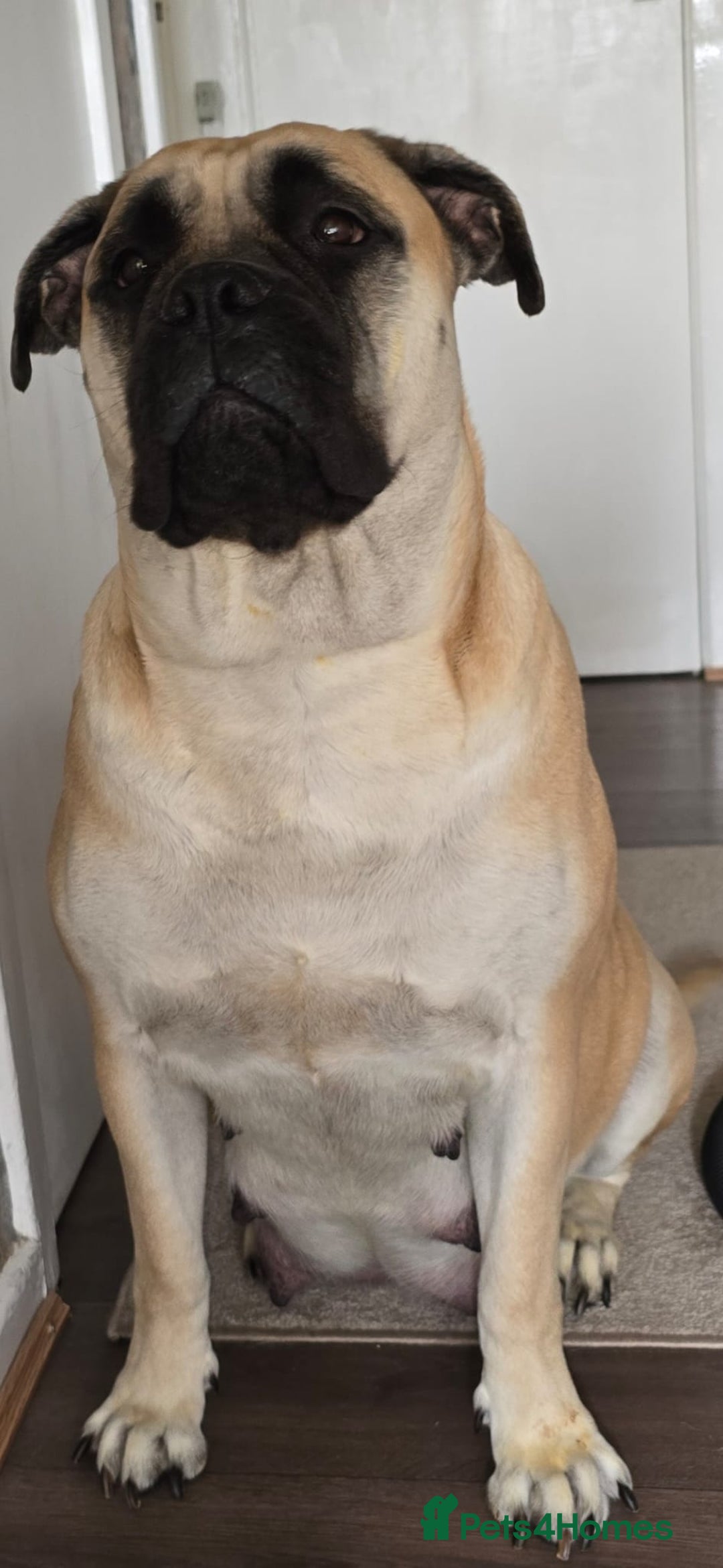 Bullmastiff dogs for sale: Bullmastiff Puppies  - Image 2