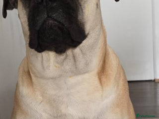 Bullmastiff dogs Bullmastiff Puppies - Advert 18