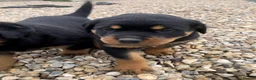 Rottweiler dogs for sale: Stunning German Rottweiler puppies - Advert 6