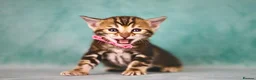 Bengal cats for sale: VIP Rare Clouded Bengal Kittens - Advert 3