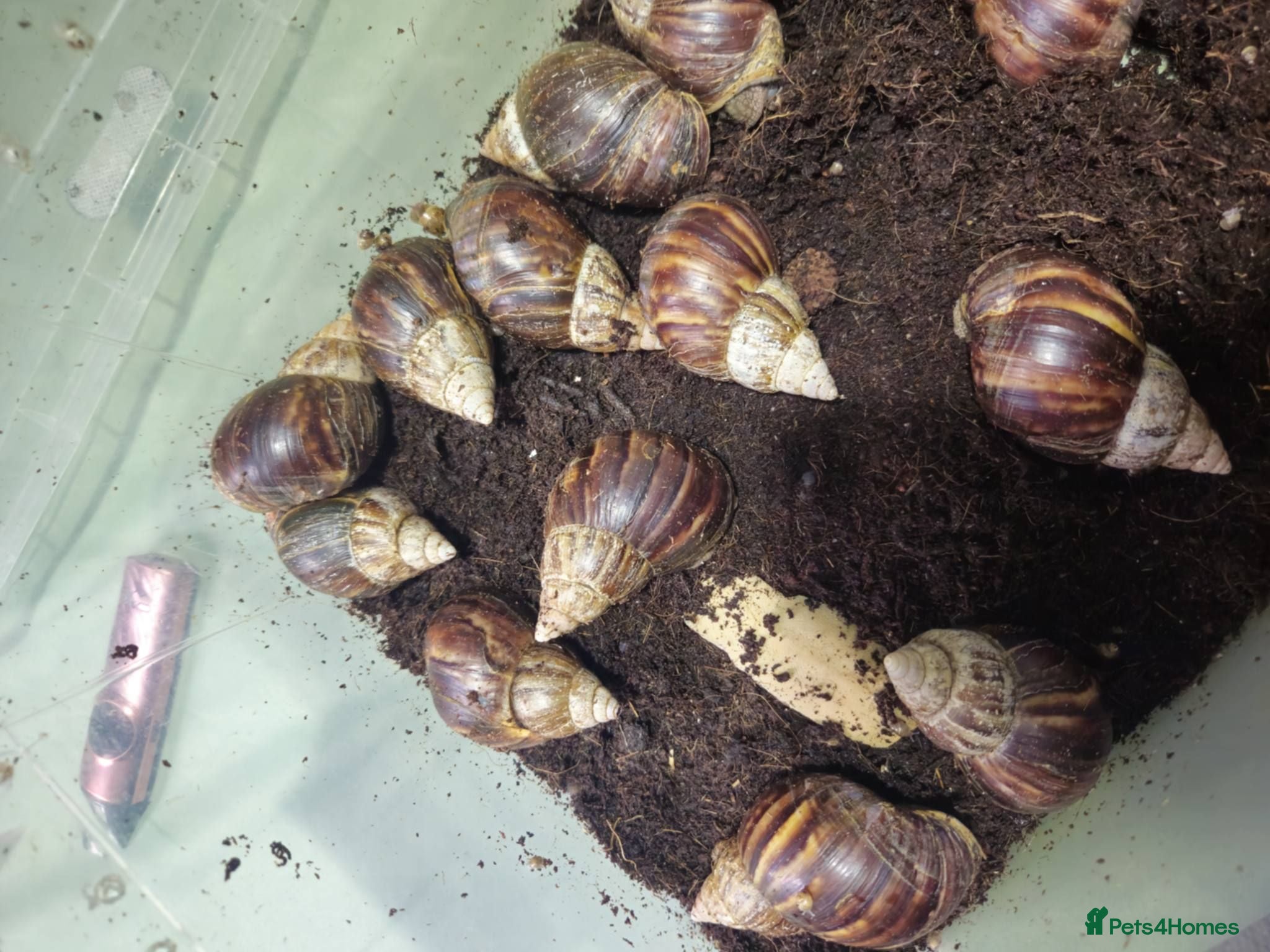 Snails invertebrates Giant African land snail adults - Advert 9