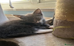 Maine Coon cats for sale: Last little boy  - Image 7