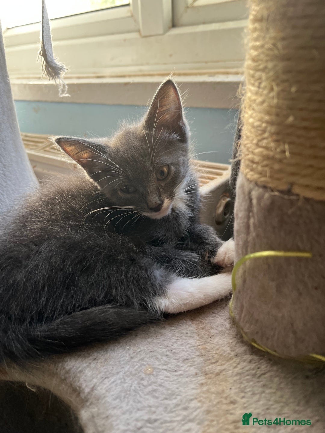 Maine Coon cats for sale: Last little boy  - Image 7