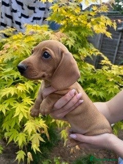 Miniature Dachshund dogs Miniature Smooth Cream Dachshunds - Advert 13