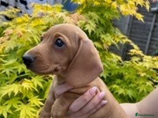 Miniature Dachshund dogs Miniature Smooth Cream Dachshunds - Advert 5