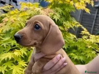 Miniature Dachshund dogs Last Boy! Miniature Smooth Cream Dachshunds - Advert 7