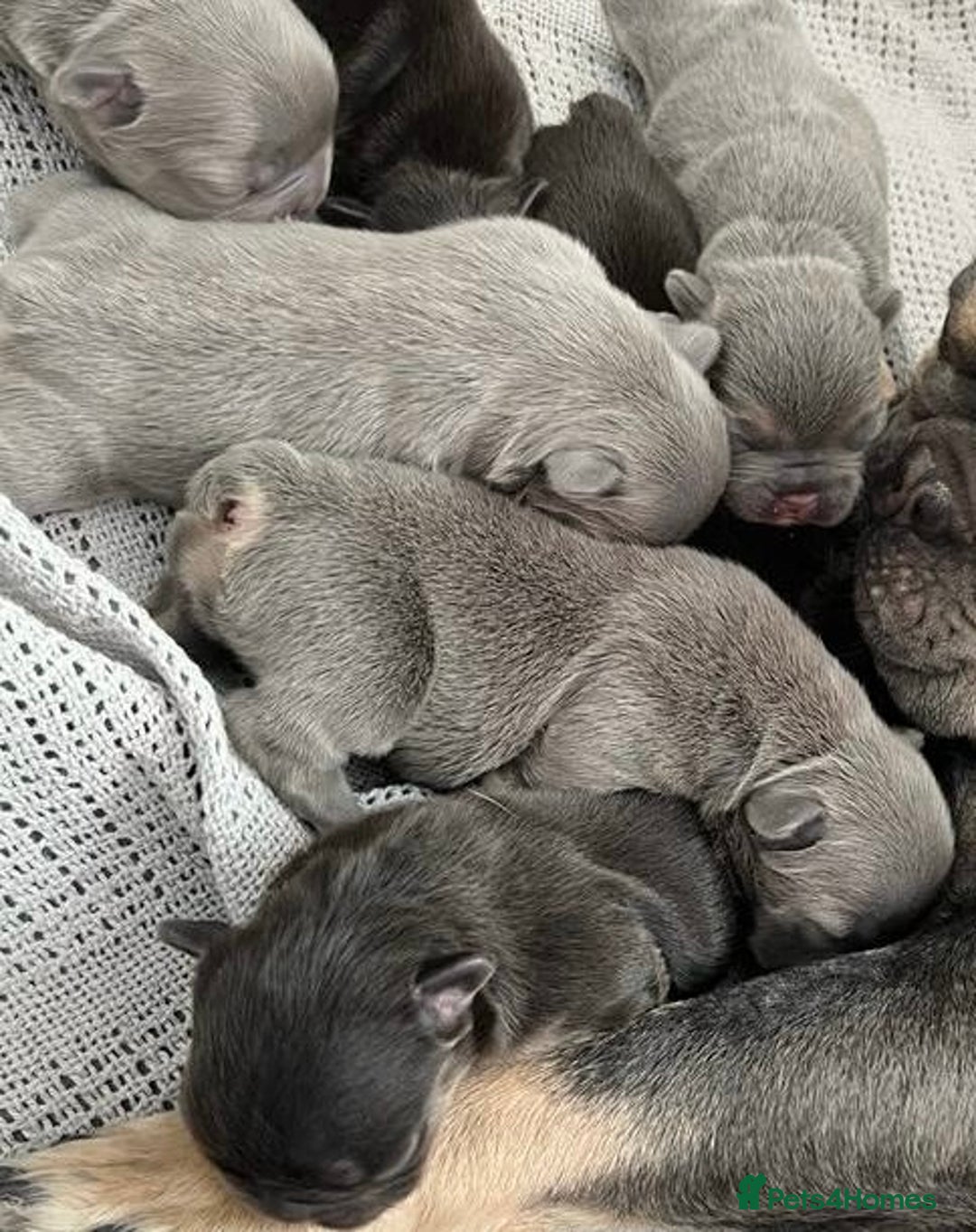 French Bulldog dogs for sale: 🌸BEAUTIFUL CHOCOLATE GIRL READY TO GO🌸 - Advert 4