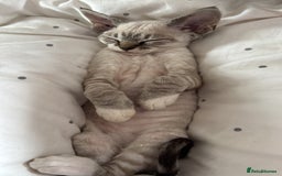 Devon Rex cats for sale: Beautiful cuddle Devon Rex boy - Image 3