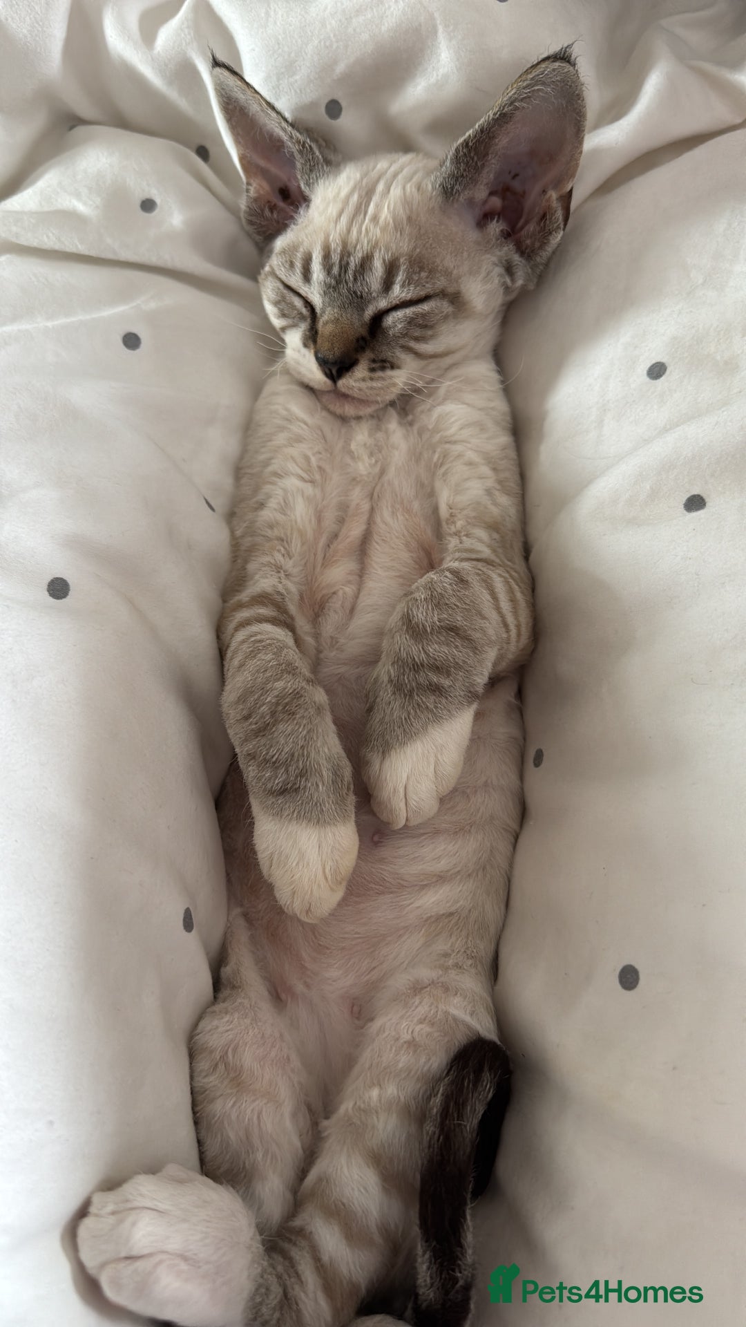 Devon Rex cats for sale: Beautiful cuddle Devon Rex boy - Image 3