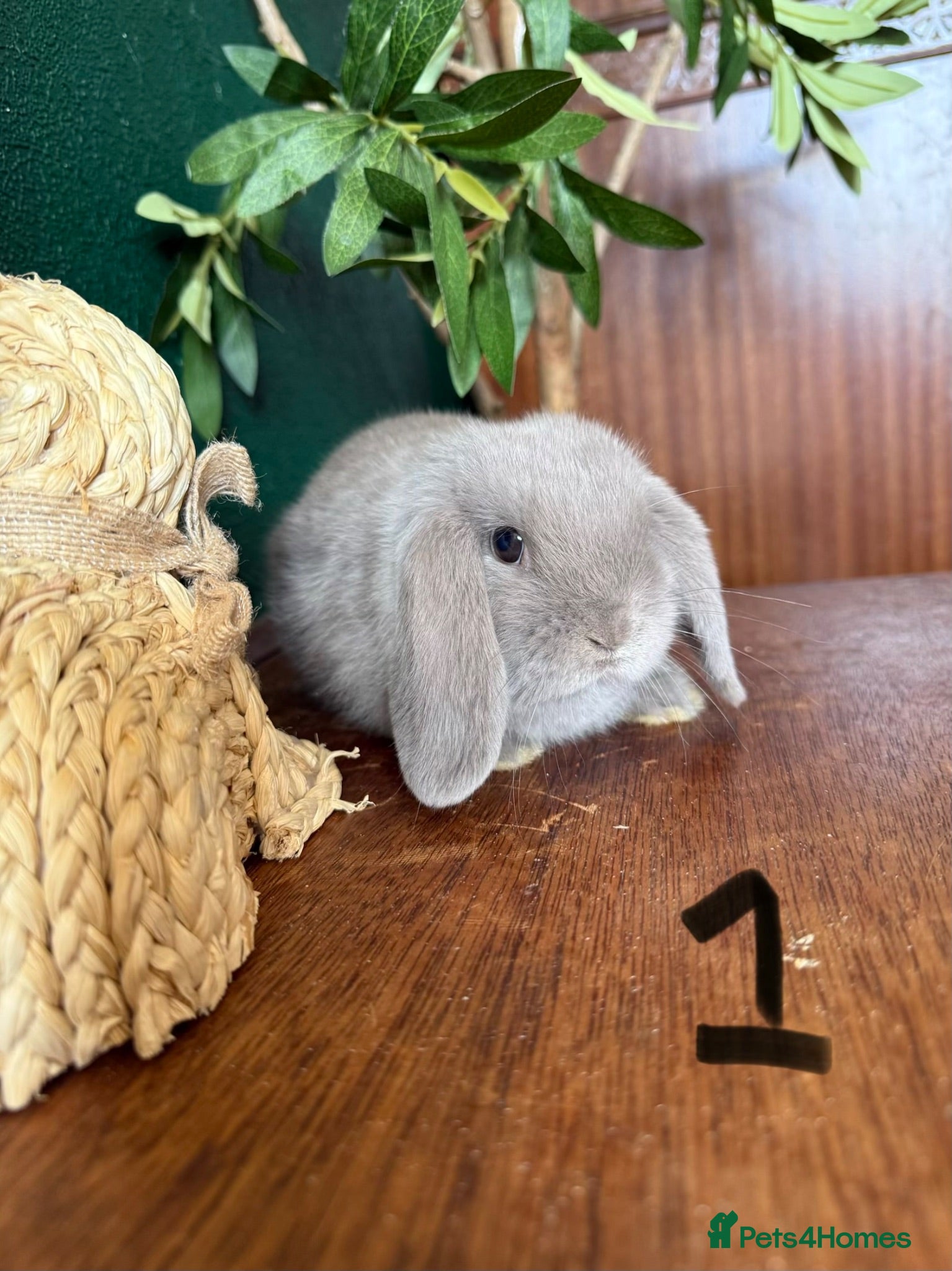 Mini Lop rabbits 2 Lilac Pure Mini Lops 🩶 Leave 11th July  - Advert 2