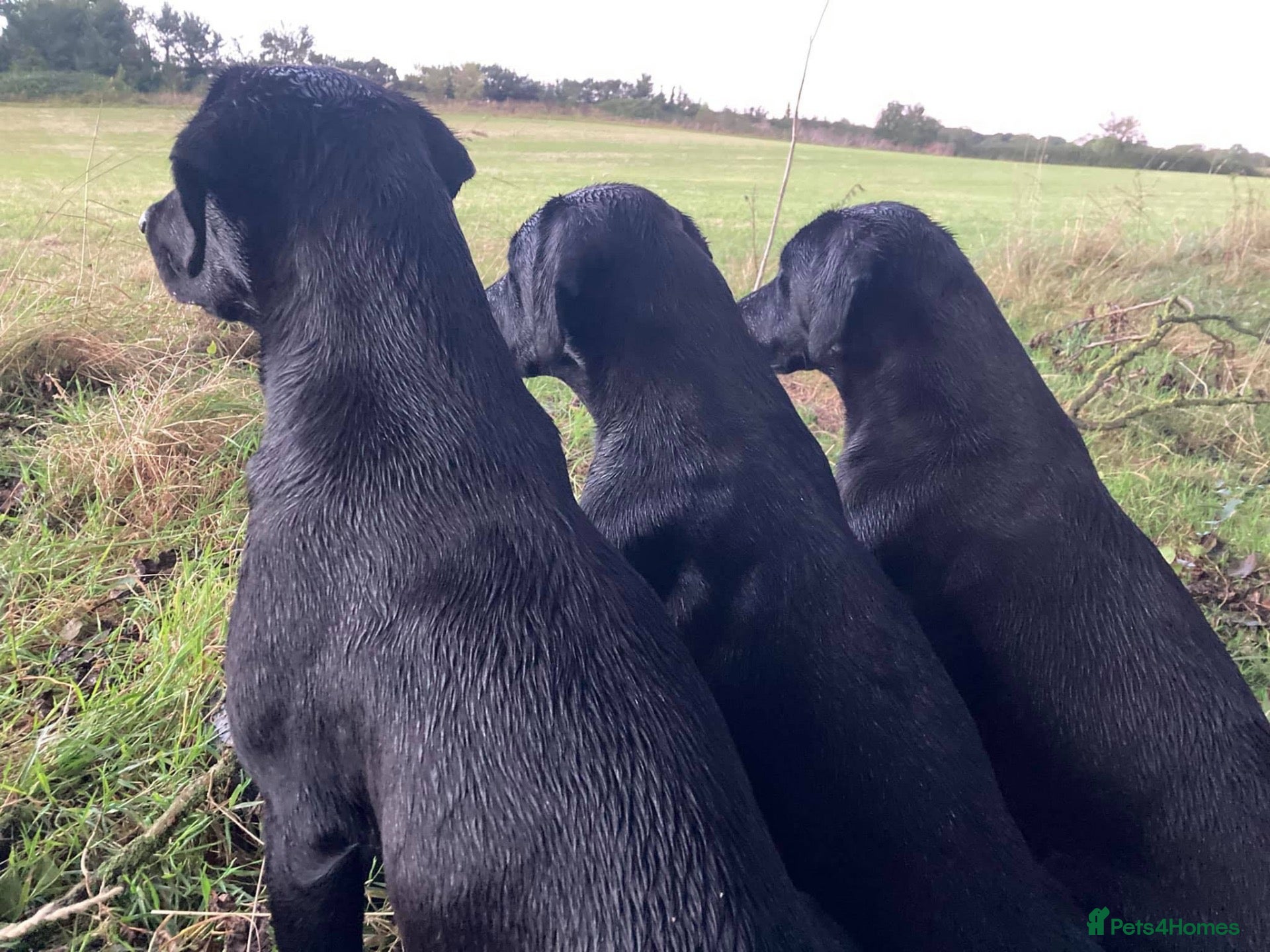 Labrador Retriever dogs 🐾 Outstanding KC Labrador pups Top Health Tested - Advert 2