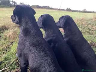 Labrador Retriever dogs 🐾 Outstanding KC Labrador pups Top Health Tested - Advert 2