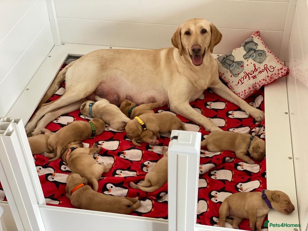 Labrador Retriever dogs for sale: Beautiful Fox Red Litter DUE 18th January  - Advert 7
